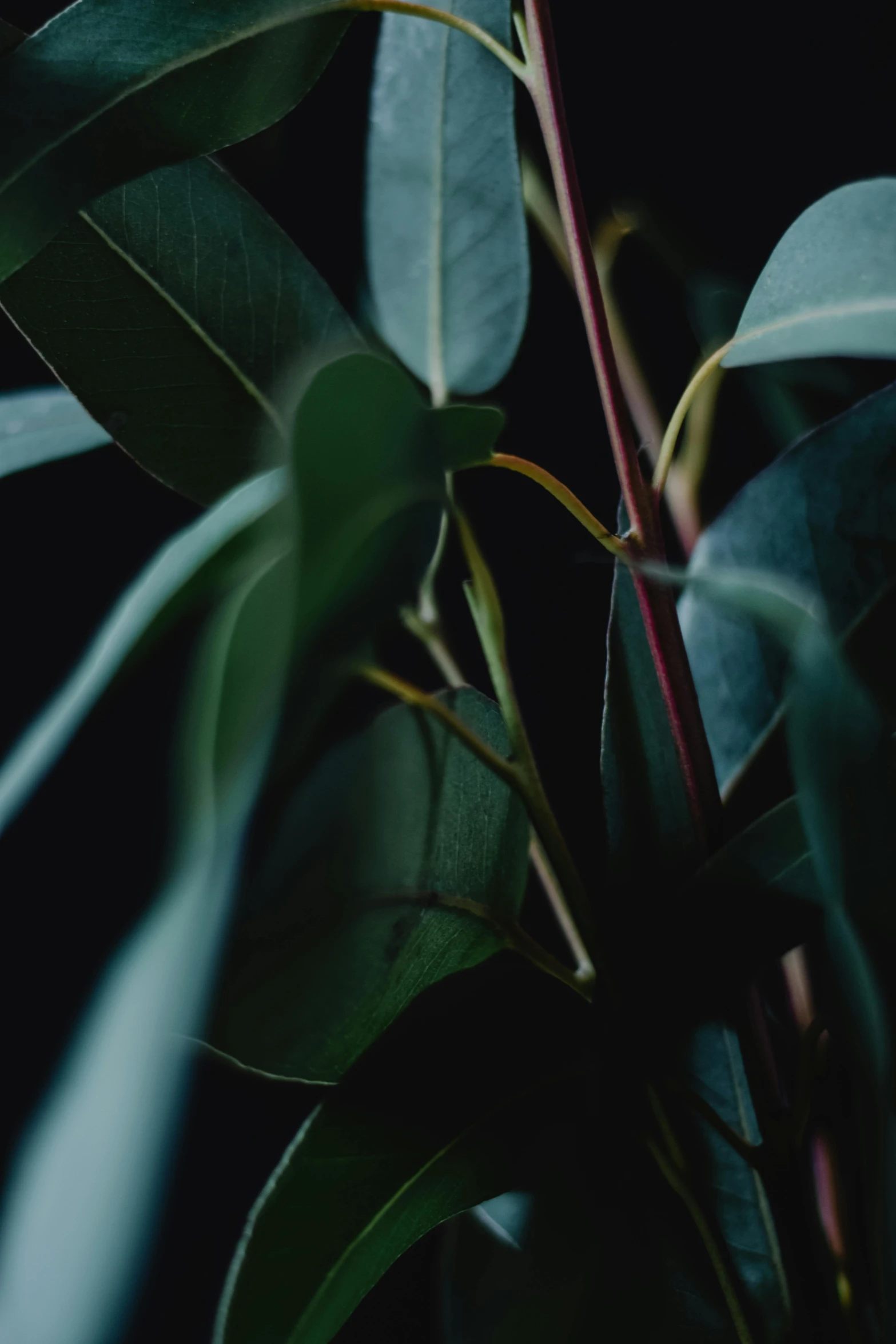 a green plant with bright red stems