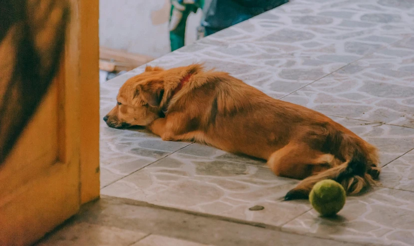 the dog is laying down next to a tennis ball