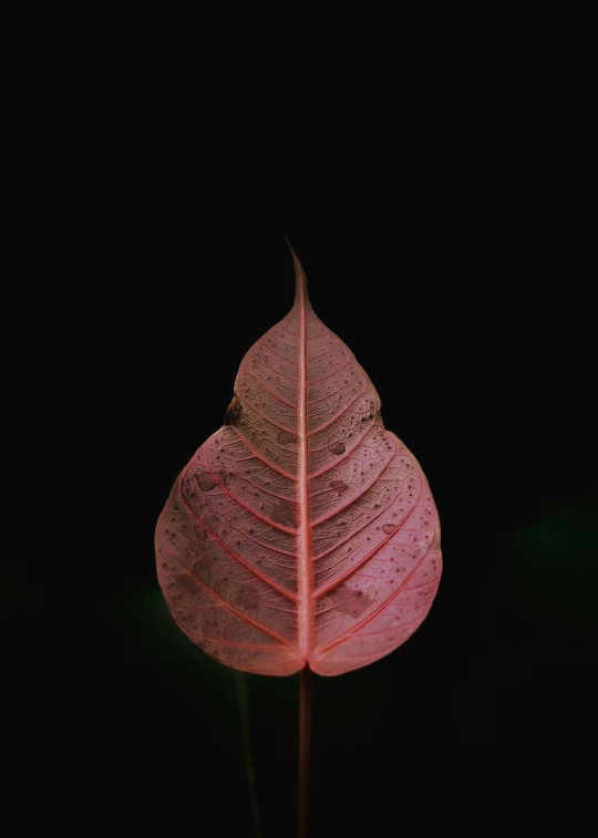 an empty pink leaf sits on the stem of a plant