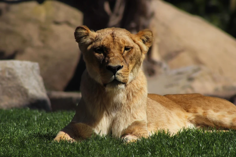 a young lion lying down on a grassy lawn