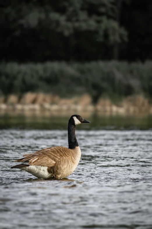 a duck stands out among the trees of the water