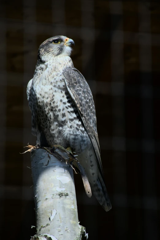 a bird sits on top of a tree