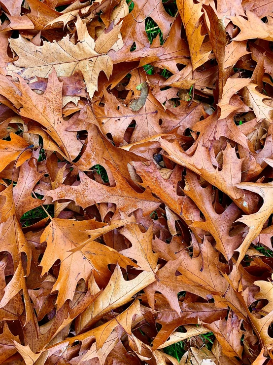 a close up view of the top of some leaves