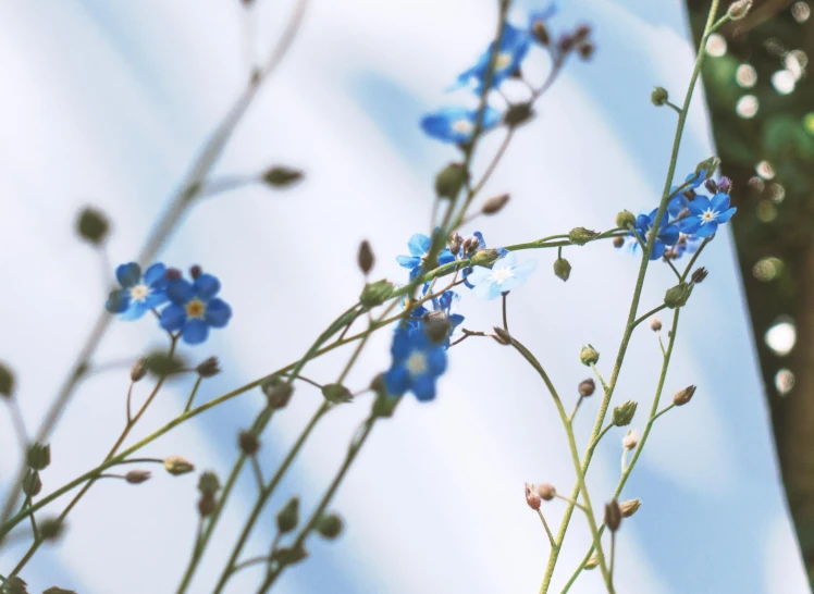 blue flowers are pographed with a blurry background