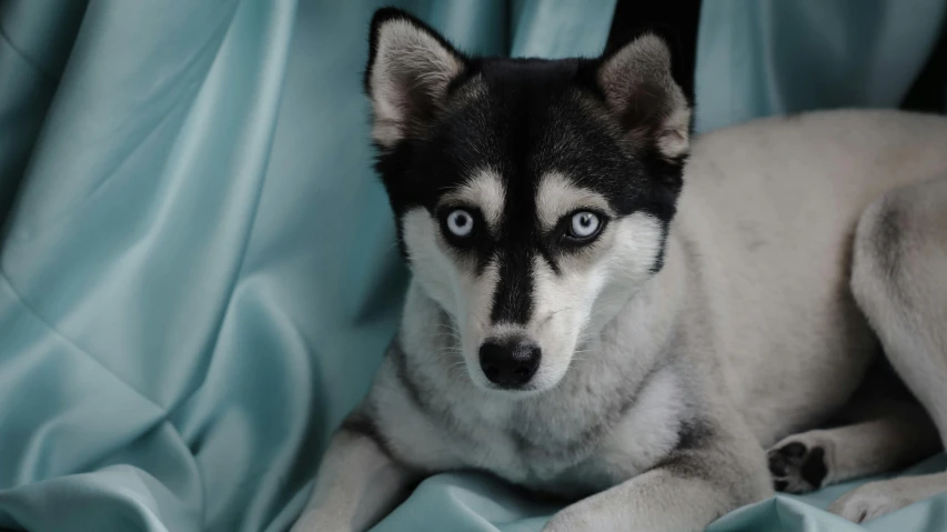 a black and white husky lying on top of a bed