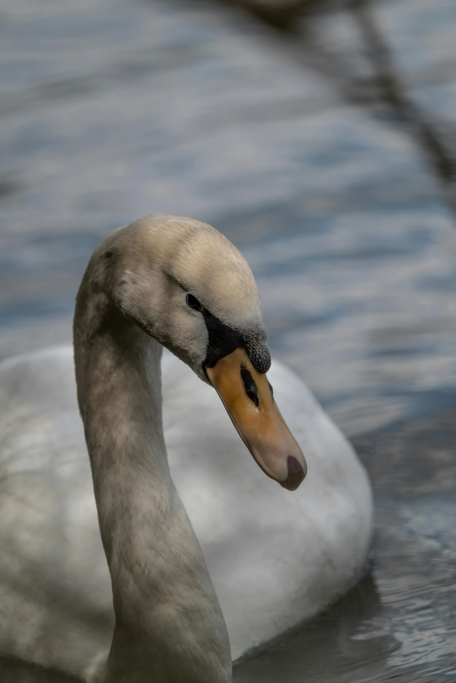 a white duck with an orange beak swimming on water