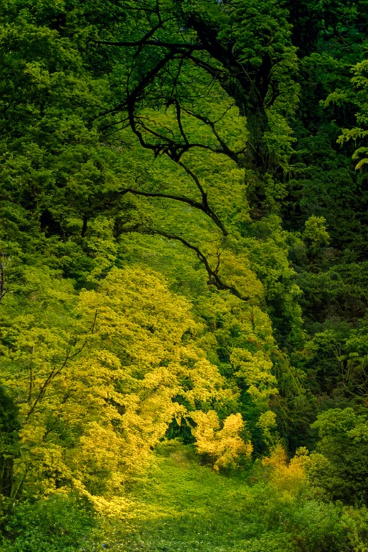 there is a green field with trees on it