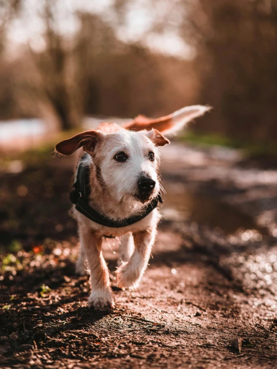 a dog walking across a dirt road next to trees