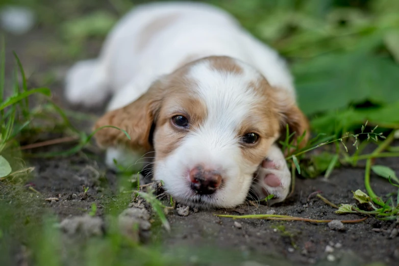 a puppy laying on the ground with his paw under his chin