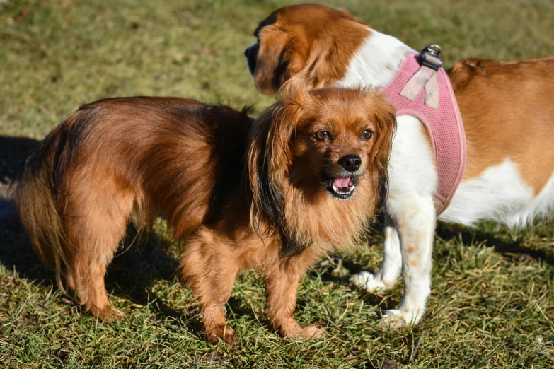 two dogs are standing in a field