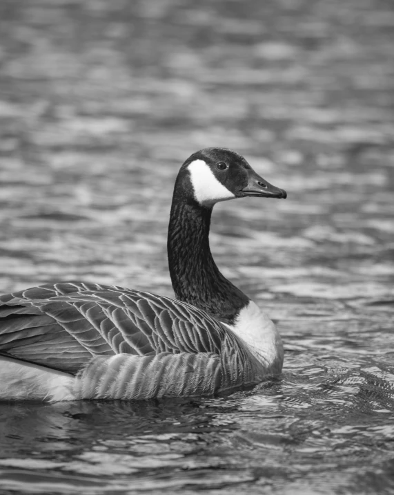 a black and white po of a duck floating on a lake