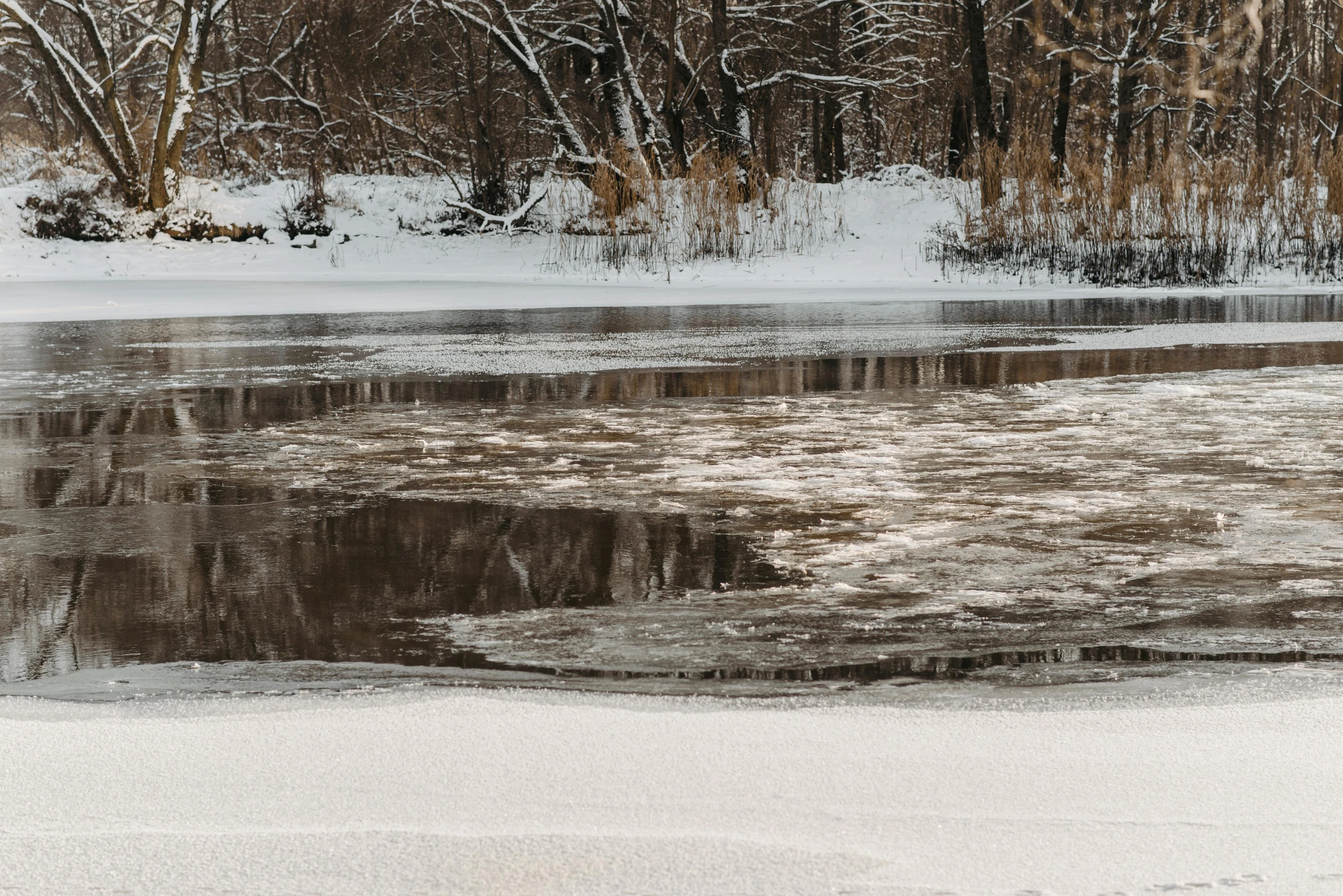 snowy ground with melting ice, surrounded by trees and bushes