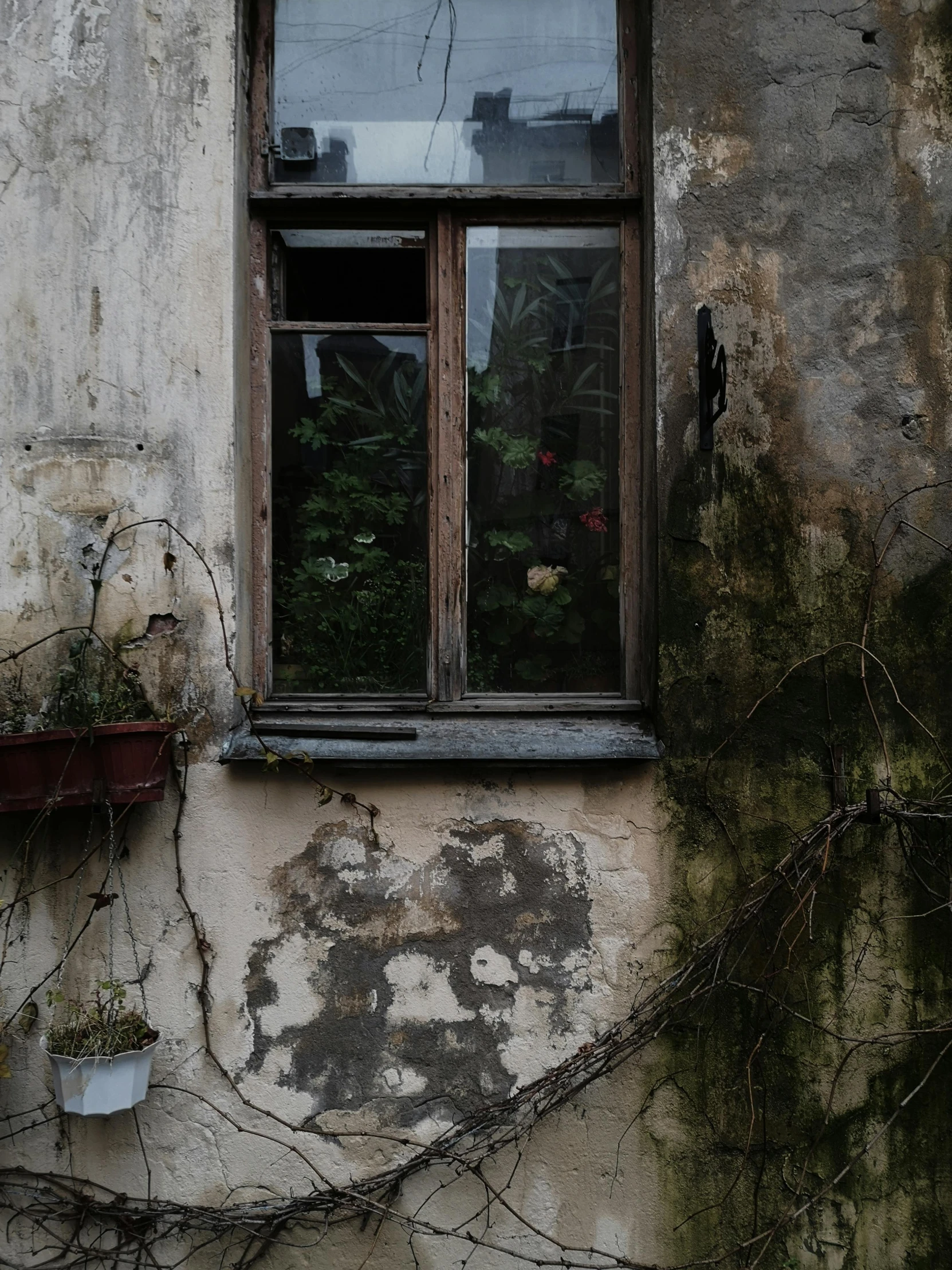 a close up image of some plants in pots behind a broken window