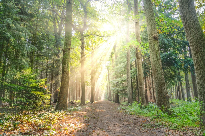 an empty dirt road surrounded by lush green trees