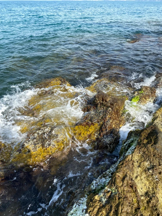 the seaweed is growing on the rocks