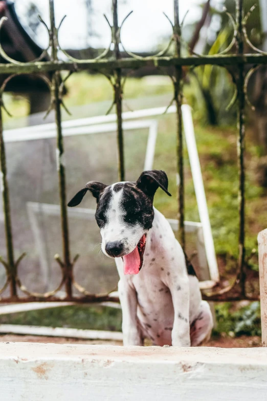 the black and white dog is outside near an iron fence