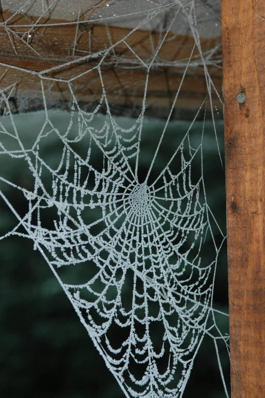 closeup of dewdrops on the spider web