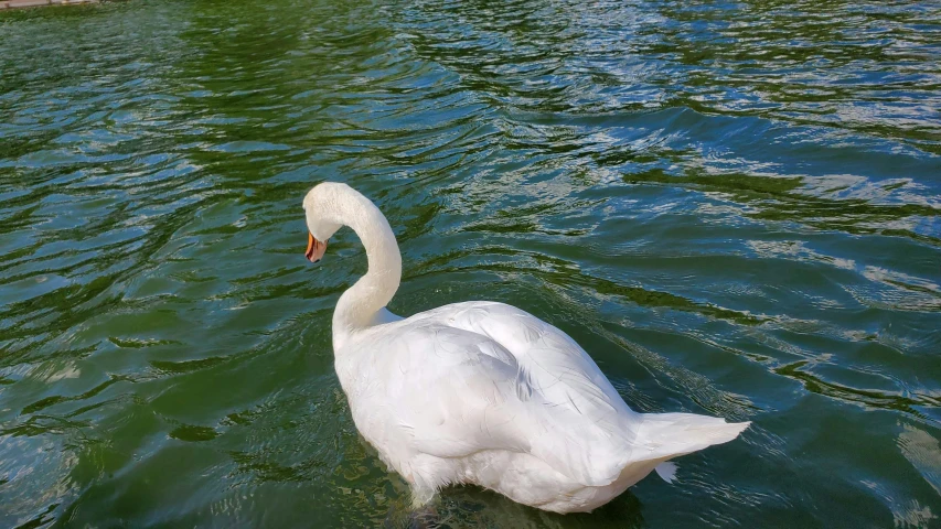 a swan is swimming in a body of water