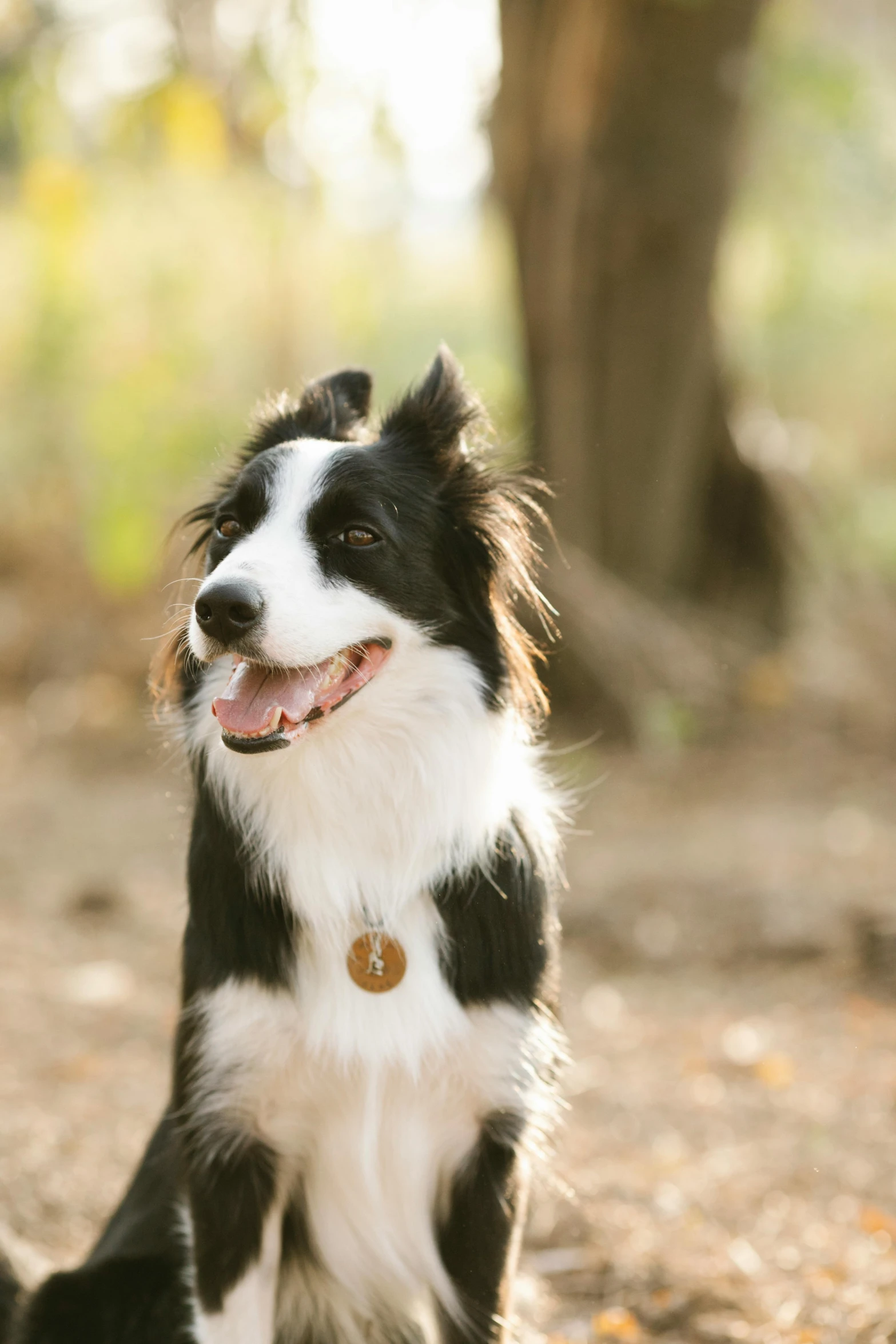 a small dog is smiling with his head cocked