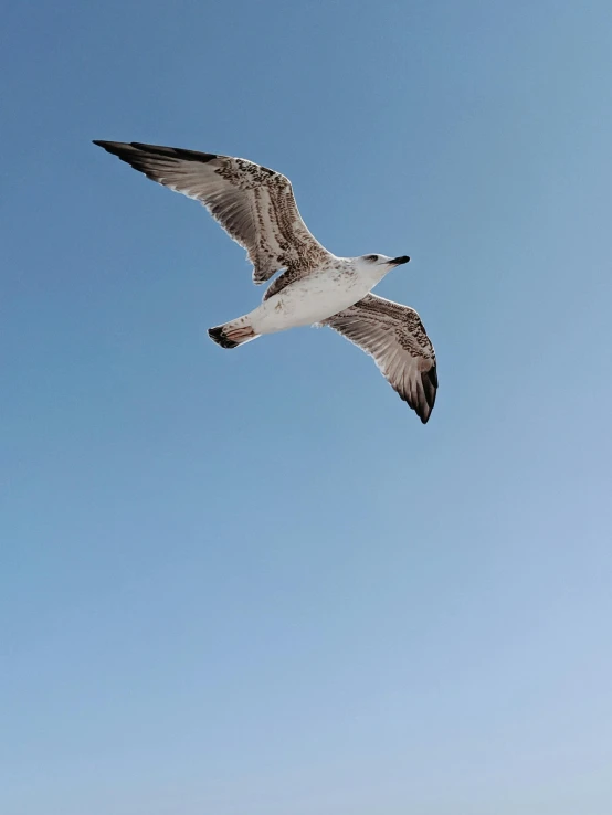 a seagull is flying above a sandy beach