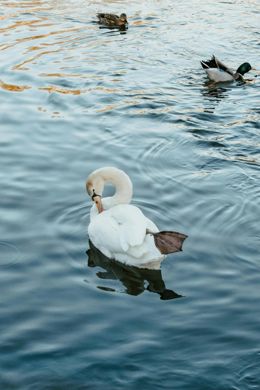 a swan swimming in a lake next to another duck