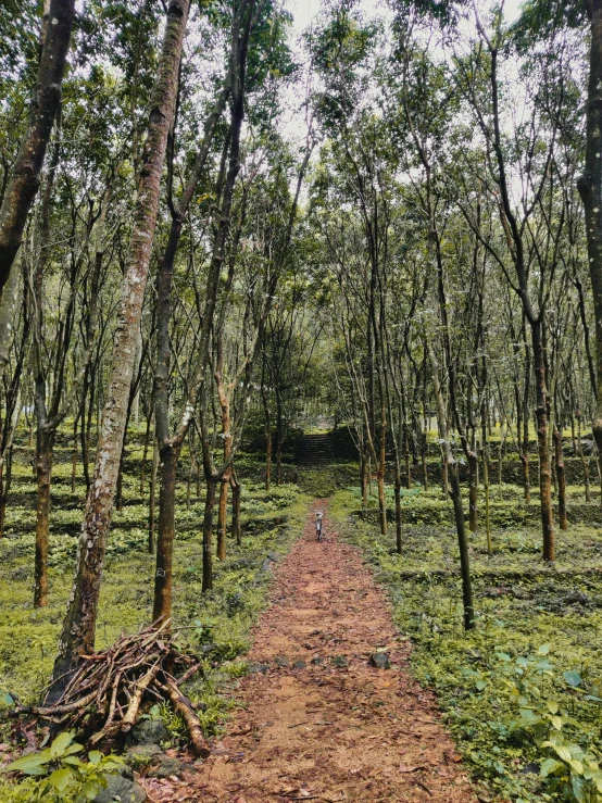 there is a path through the green woods