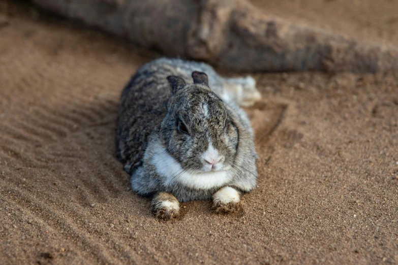 the grey and white rabbit sits in front of a large rock