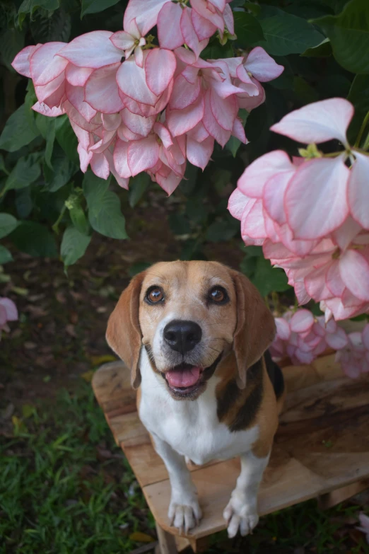 a brown and white dog standing on a table with pink flowers on top