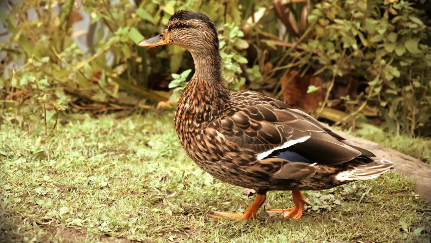 a duck that is standing in the grass