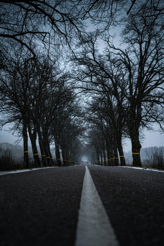 dark road and trees with no leaves, on a gloomy day