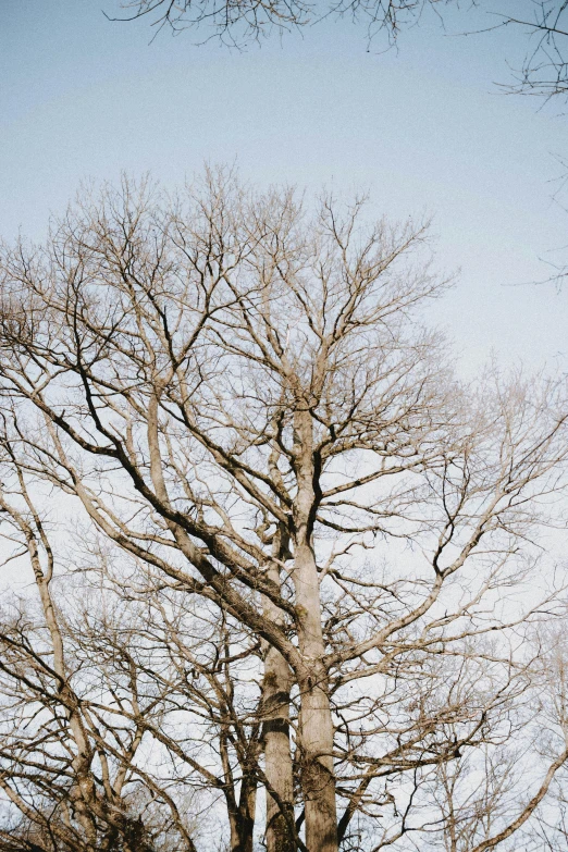 a person is standing in the snow in front of a barren tree