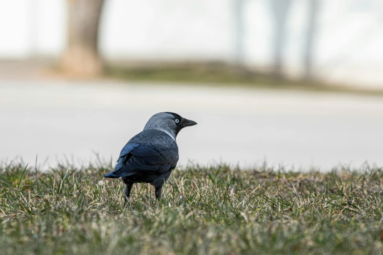 a bird is sitting in the grass