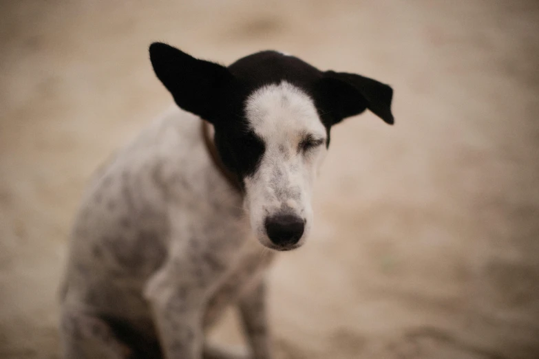 a dog that is looking at soing and standing