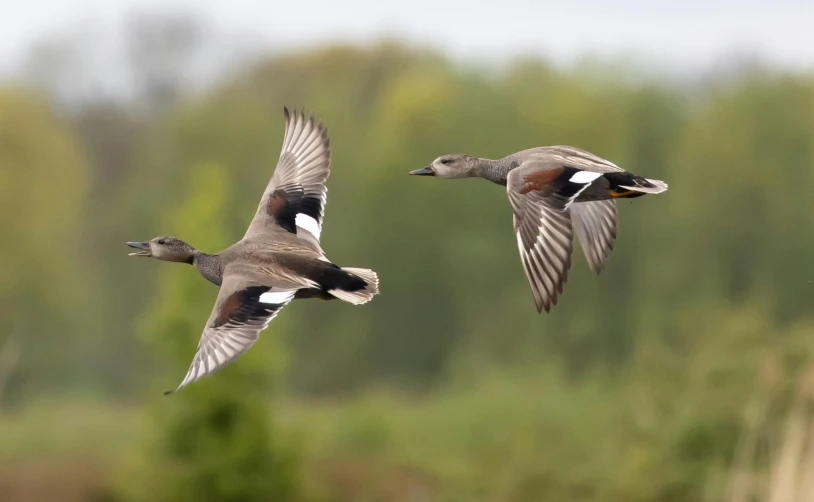 two ducks are flying through the air