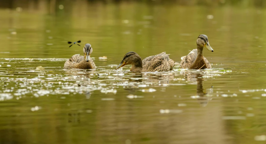 the ducks are swimming in the pond together