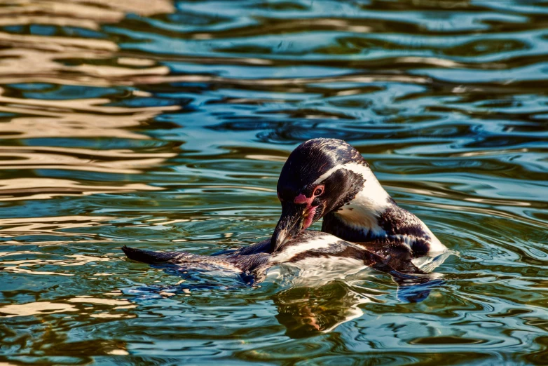 a bird is swimming on a body of water