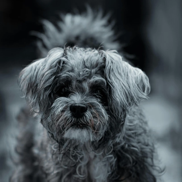 an adorable little gray dog sitting with a blurry background