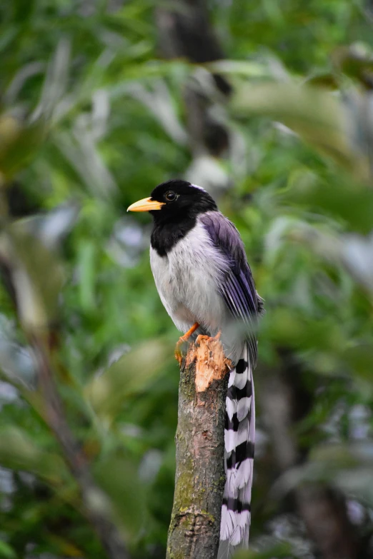 a bird with yellow, orange, and black feathers sits on a tree nch