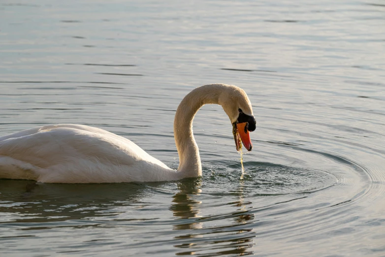 a swan with a fish in its mouth swimming in the water