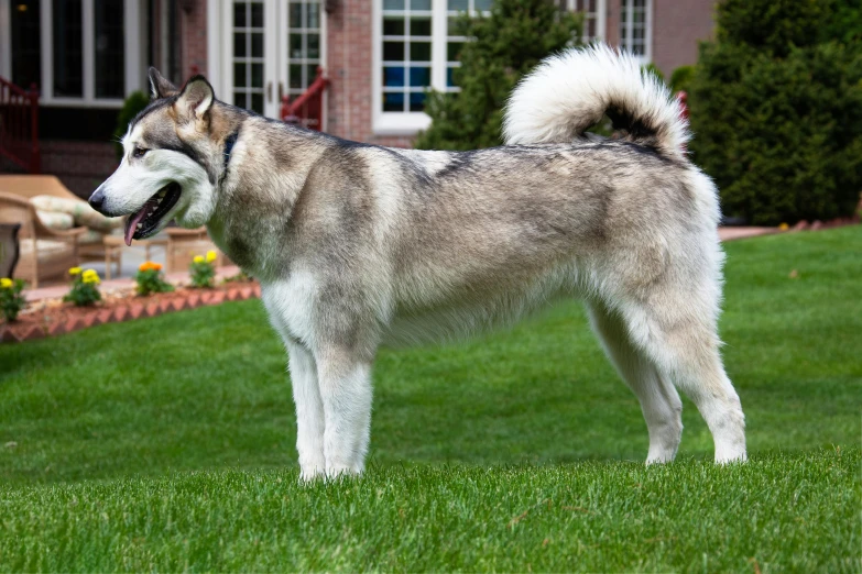 this is an image of a dog in the grass