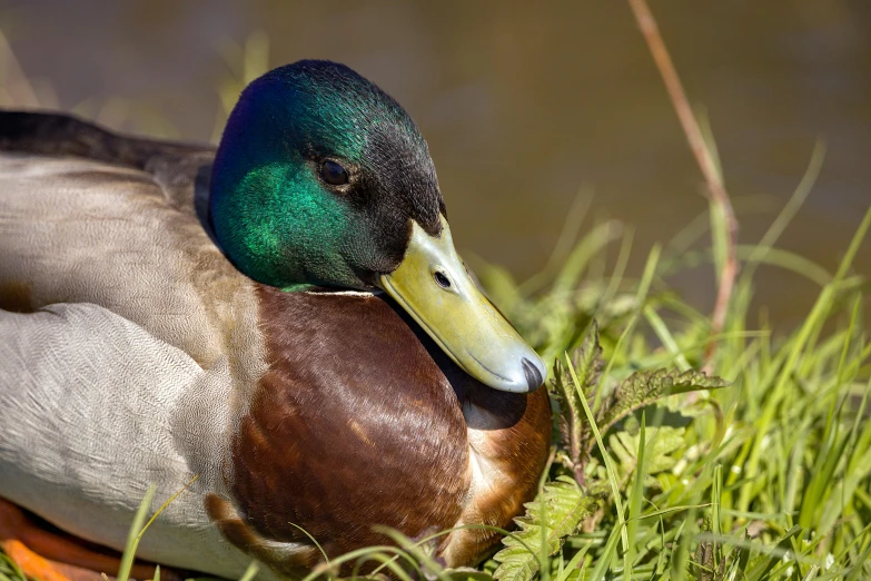 a close up s of a duck sitting on grass