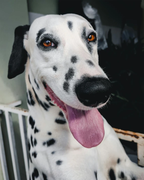 a white dalmatian dog with its tongue out is standing next to the door