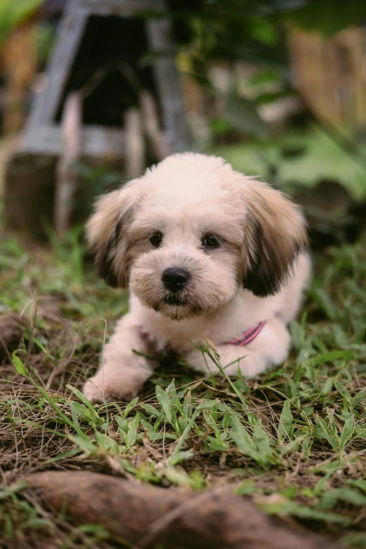 this dog is sitting on the grass looking at the camera