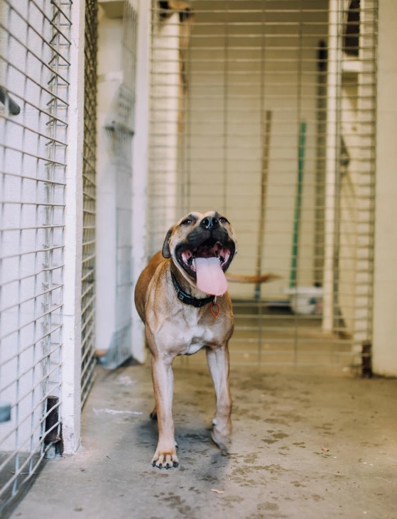 a dog with its tongue out outside of a  cell