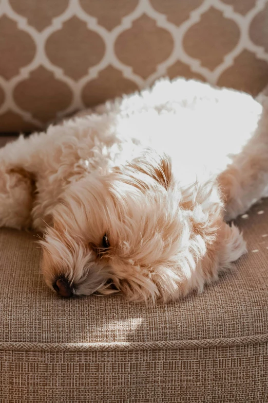 dog lying on a couch with white fabric around it