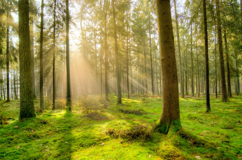 a sunbeam in a pine forest with sunlight filtering in