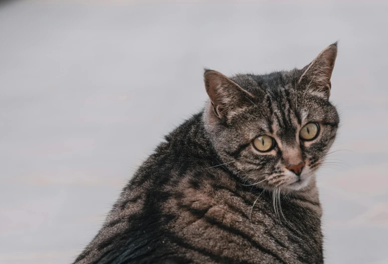 a black brown and gray cat with yellow eyes