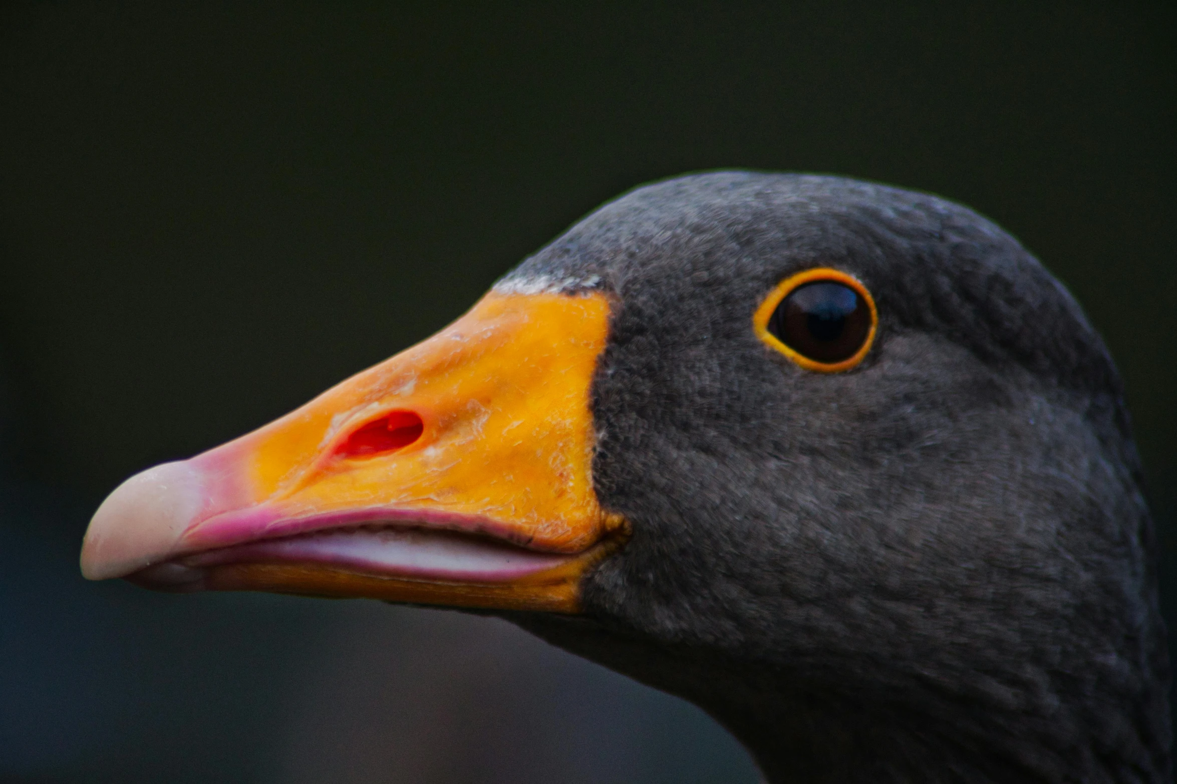 a closeup po of the head and neck of a duck