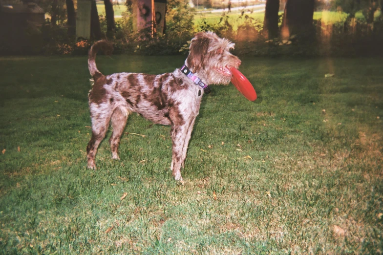 a dog on a field with a red frisbee in its mouth