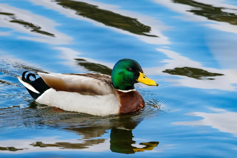 a bird sitting on top of a lake next to grass